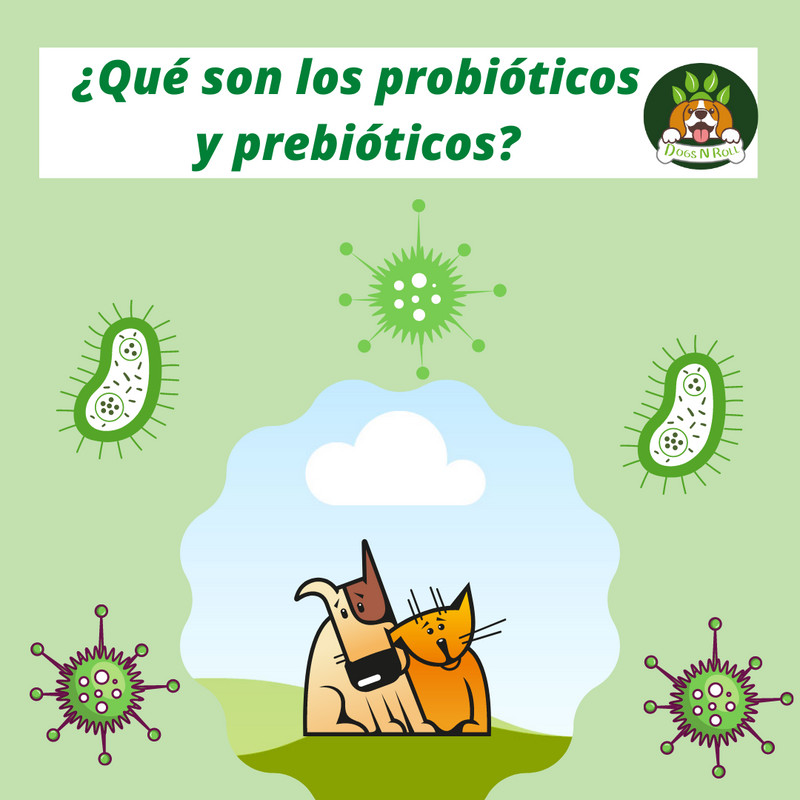 ¿Qué son los probióticos y prebióticos?