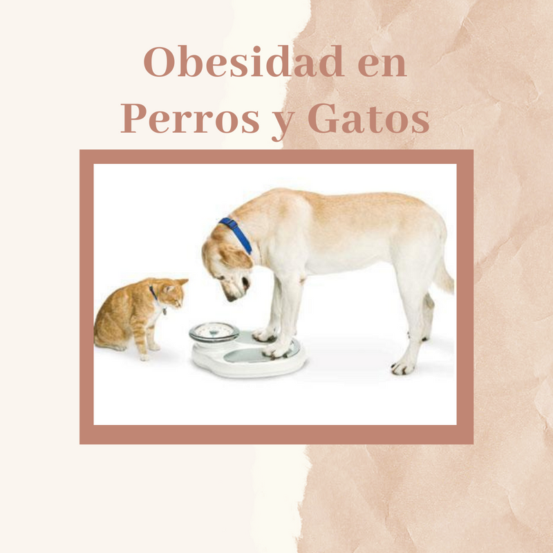 Obesidad en perros y gatos