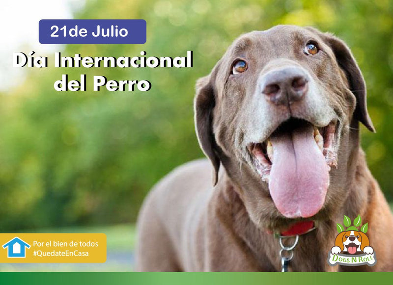 Día Mundial del Perro - Dogs N Roll - Día Mundial del Perro - 