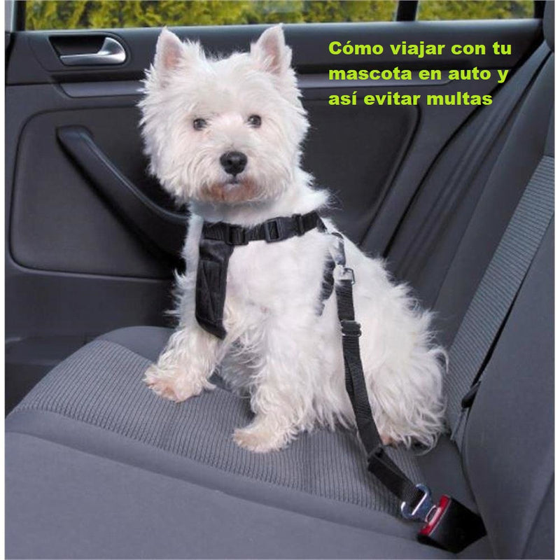 Cómo viajar con tu mascota en auto y así evitar multas