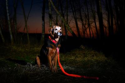 Visinite Collar Luminoso Perro, Collar Luz Perro para La Oscuridad,  Nightcollares Luminosos para Perros Recargable a Prueba de Agua, Glow In  The Dark