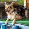 Eco Collares para Perros reciclado - Dogs N Roll